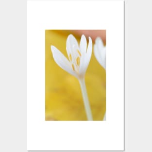 Colchicum autumnale  &amp;#39;Album&amp;#39;  Autumn crocus  Naked ladies Posters and Art